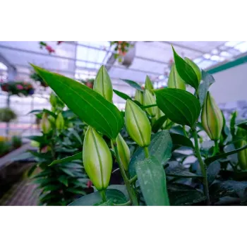 Lilium Plant